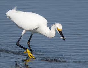 Snowy Egret hunting and feeding on small fish