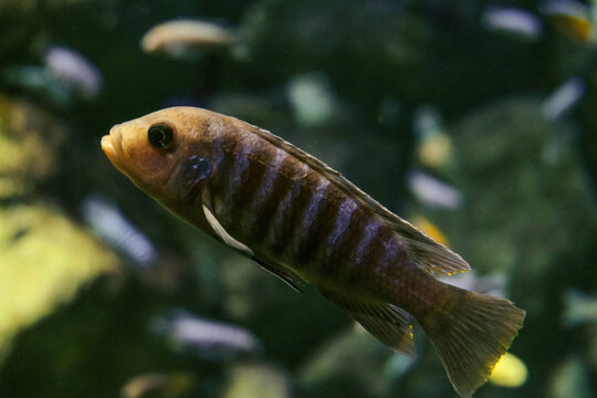 Labidochromis chisumulae cichlid fish swims underwater