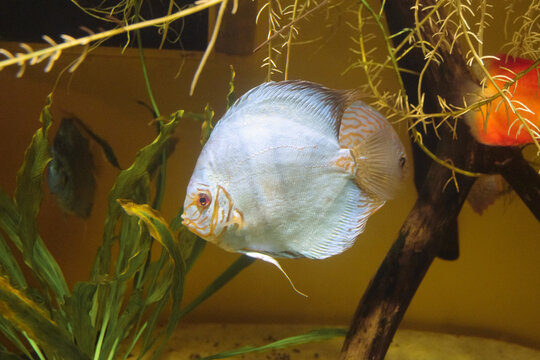 White butterfly discus swims in aquarium