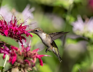 Ruby-throated Hummingbird feeding on monarda flower