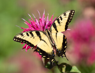 Eastern Tiger Swallowtail butterfly feeding on monarda flower