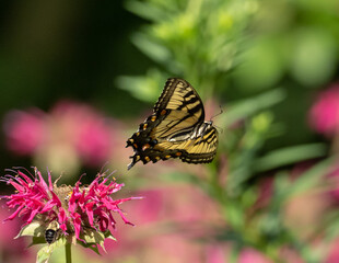 Eastern Tiger Swallowtail butterfly in flight from monarda flower