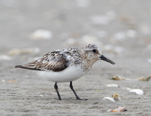 Adult Sanderling on beach