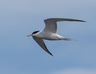 Adult Common Tern in flight