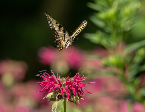 Eastern Tiger Swallowtail butterfly in flight to monarda flower