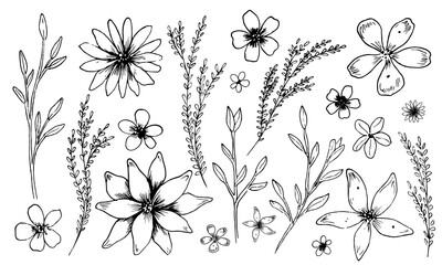 Simple vector Flowers and Plants. Sketch of Plants in outline style. Floral linear drawing of chamomile and daisy