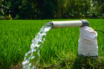 Irrigation of rice fields using pump wells with the technique of pumping water from the ground to...