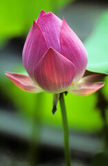 Pink lotus blossom closeup