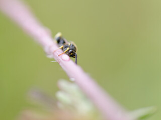 Macro photo of a wasp holding on to a plant stem with a blurry background