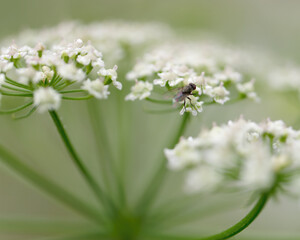 Close-up photo of a Blackfly standing on a white lace flower