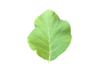 Isolated fresh and green teak leaf and branch with clipping paths.