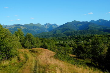 Fototapeta na wymiar Natural landscape in Transylvania, Romania, with forests, hills and Fagaras Mountains massif on blue summer sky