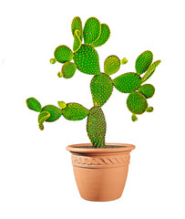 Close up of opuntia cactus in pot
