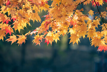 Fototapeta na wymiar Beautiful landscape with tree and fall foliage in autumn season, Japan.