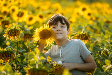 A boy walks in a field of sunflowers. Rest in the village, childish carelessness