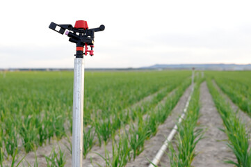 A horizontal close-up photograph of a sprinkler in a crop field at sunset on daytime. Copy space. Selective focus.