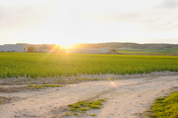 Fototapeta premium Horizontal photograph of a plot of garlic plantation and sprinklers at sunset, with some industrial buildings and mountains in the background of the image. Copy space. Selective focus.