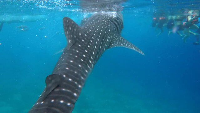 Tourists swimming next to a whale shark, the world's largest living fish, in Oslob, Cebu, Philippines. 