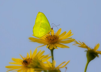 yellow butterfly