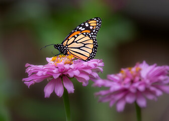 Fototapeta na wymiar Monarch butterfly on flower
