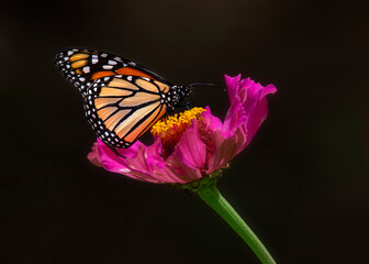 Fototapeta na wymiar Monarch butterfly on flower