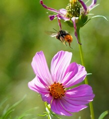 bee on a flower