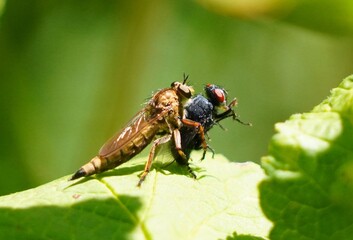 fly on leaf