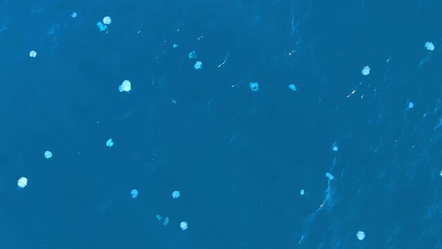 
Swarm of Jellyfish in The Mediterranean Sea aerial view, 2022
Drone shot from Israel Mediterranean, 2022
