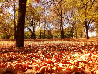 Hojas en Oto&ntilde;o