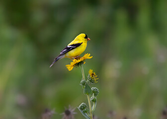 gold finch