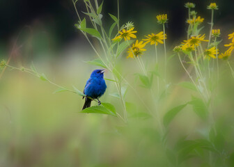 indigo bunting on yellow flower