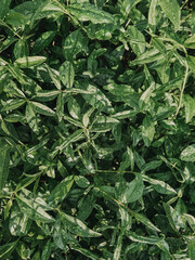 green leaves background