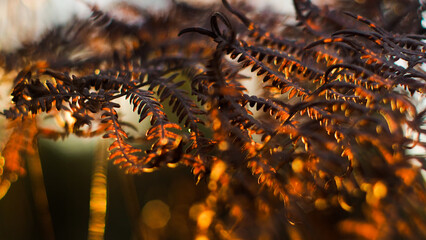 Fougères sauvages, photographiées pendant le coucher du soleil, dans les Landes