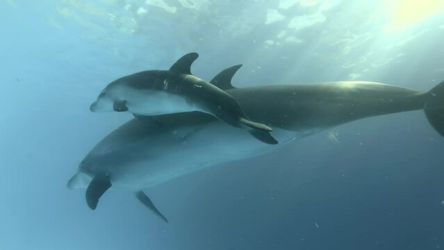 Baby dolphin swims next to mom. Close-up - baby Bottlenose Dolphins swim near to mother in the blue water in sunrays