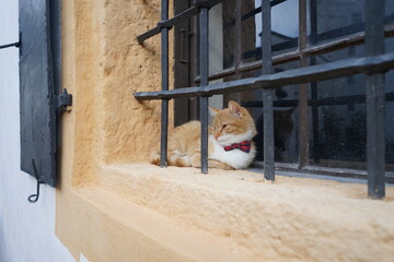 A proud elegant cat sitting by the window in the old town of Salzburg city watching the pedestrians walking by