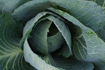 Fresh young cabbage close-up. Organic cabbage from the farm. Growing healthy vegetables. A head of cabbage.