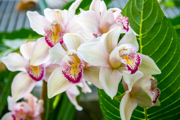 Fototapeta na wymiar Orchid flower, rare species