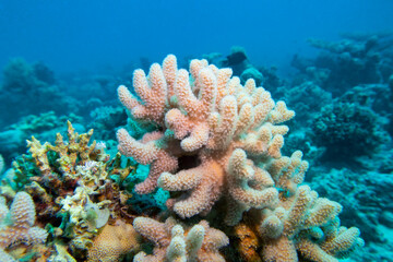 Fototapeta na wymiar Colorful, picturesque coral reef at bottom of tropical sea, yellow Porites porites coral, underwater landscape