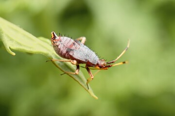 Hemiptera young nymph on a leaf