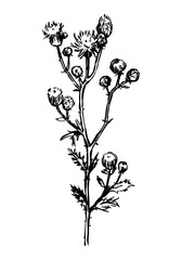 Wild plant thistle retro ink sketch of weed. Hand drawn vector illustration of herb. Botanical clipart isolated on white background.