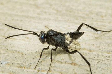 Avispa bandera (evania appendigaster)