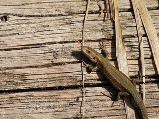 The viviparous lizard, or common lizard, Zootoca vivipara / Lacerta vivipara