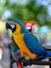 portrait of cute and colorful macaws