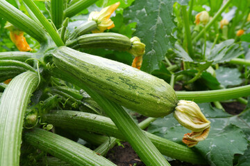 On the bed between the leaves on the bush grows a fresh green squash. Organic vegetables on an organic farm. The concept of agriculture, cultivation and care of plants.Food for vegetarians