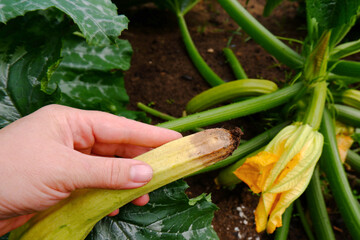 A female farmer found a rotting squash in the garden.The concept of decline, the disasters of...