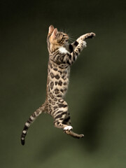 Portrait of a playful bengal kitten on green background, studio shot