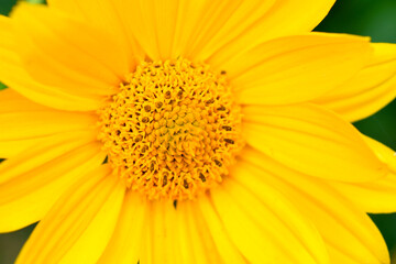 Żółty kwiat z bliska z widocznymi brązowymi słupkami. 