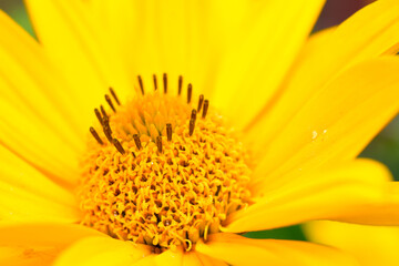 Żółty kwiat z bliska z widocznymi brązowymi słupkami. 