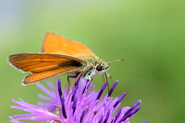 Motyl siedzący na fioletowym kolczastym kwiecie. Pomarańczowy owad z dziwnymi skrzydłami zbiera ypykji z kwiatów. - obrazy, fototapety, plakaty