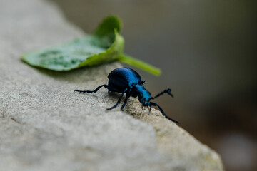 Closeup photo of a blue beetle with green leaf on stone